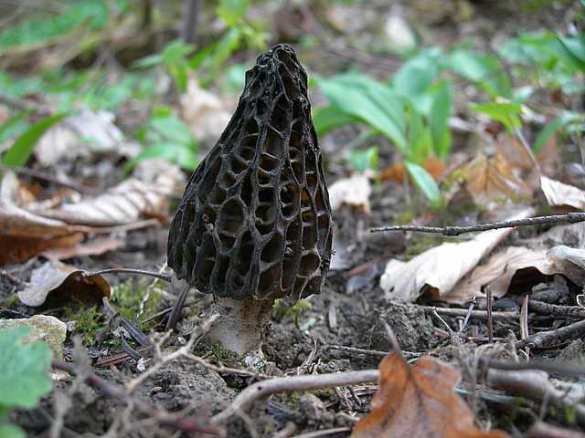 Funghi e vegetazione invasiva
